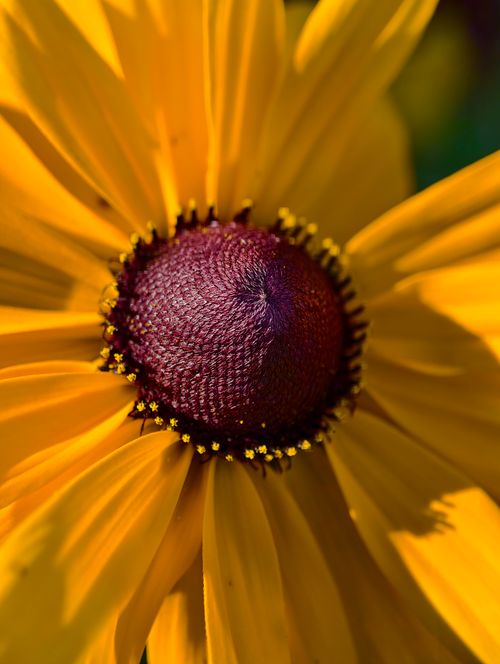 Free Vivid close-up of a Rudbeckia flower showcasing its vibrant yellow petals and textured center. Stock Photo