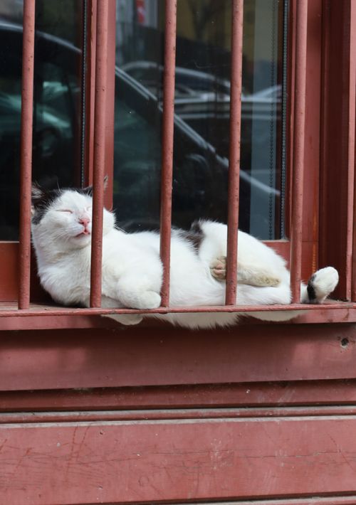 Free A white and black cat sleeping comfortably between window bars. Stock Photo