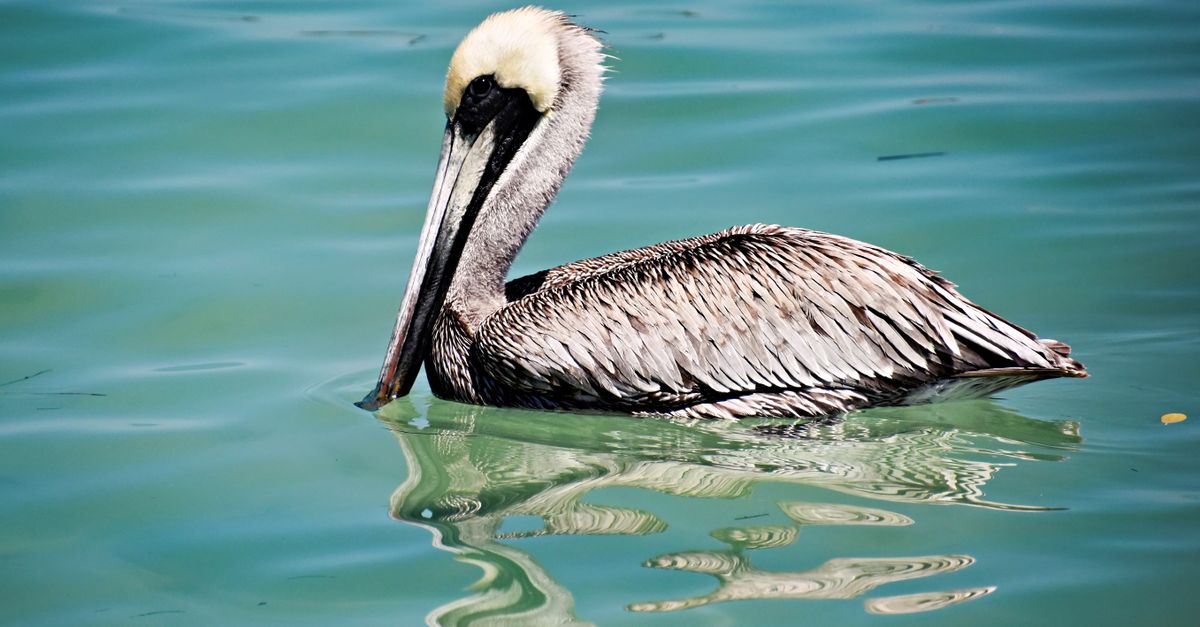 A serene brown pelican gracefully floats on turquoise waters in Bradenton, Florida.