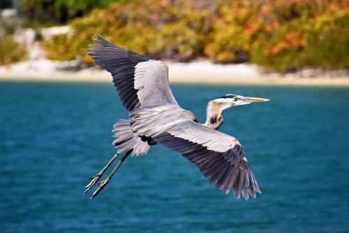 Free A majestic Great Blue Heron flies gracefully over the blue waters of Bradenton, Florida. Stock Photo