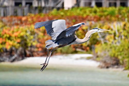 Free A Great Blue Heron gracefully flying over vibrant foliage in Bradenton, Florida wetlands. Stock Photo