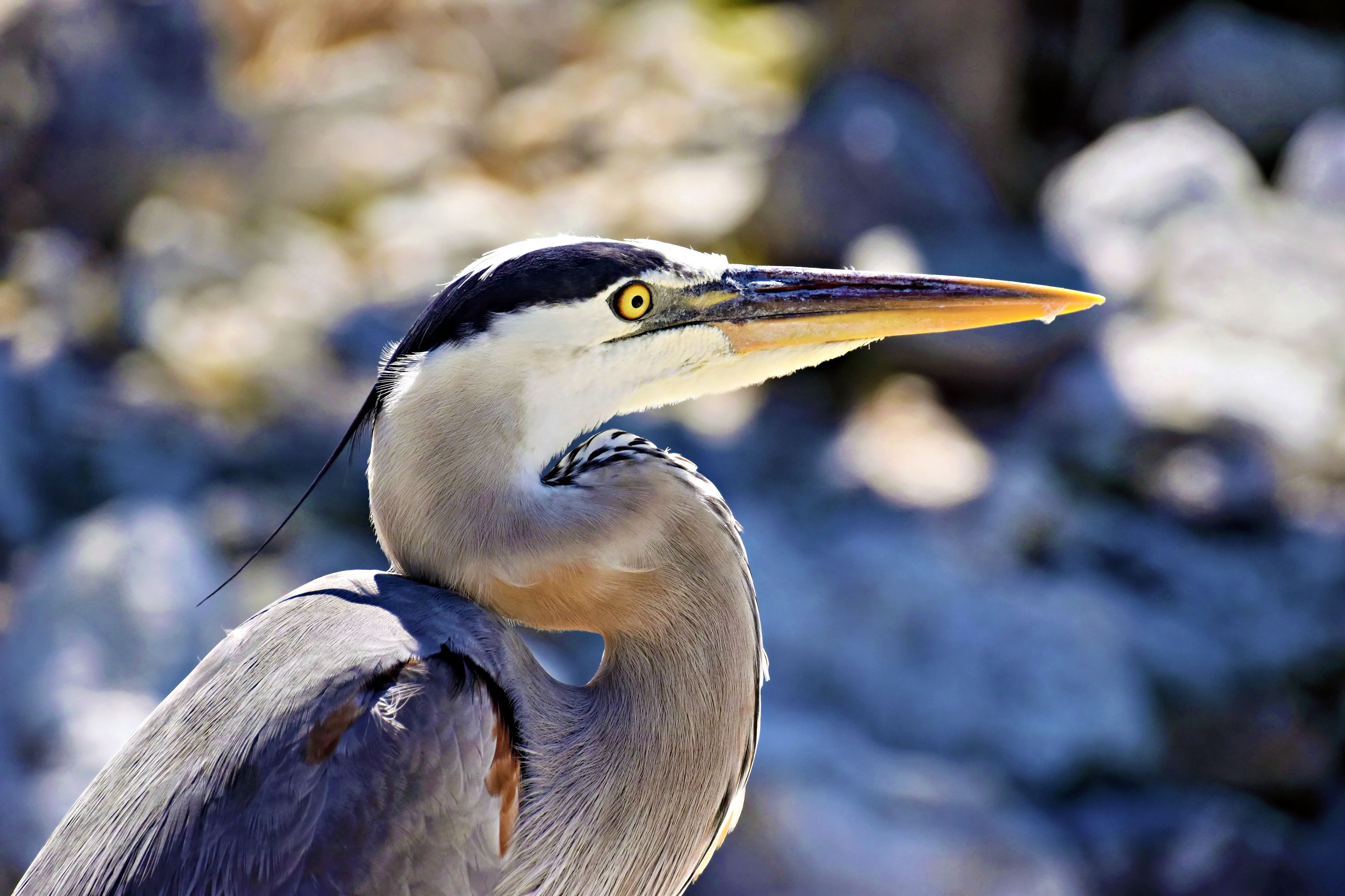 Close-up of a Great Blue Heron in Bradenton, Florida, showcasing vibrant plumage.