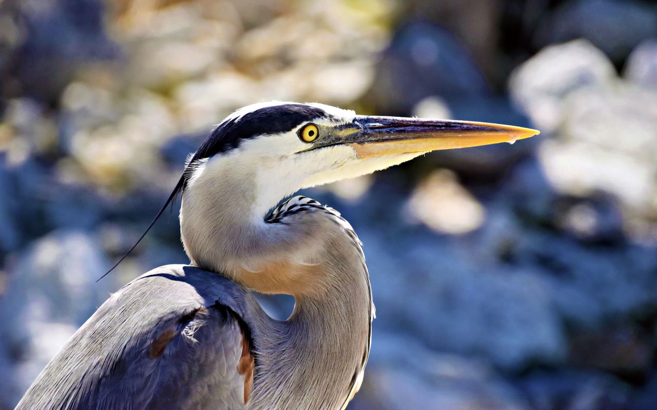 Close-up of a Great Blue Heron in Bradenton, Florida, showcasing vibrant plumage.