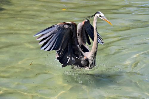 Free Majestic Great Blue Heron spreads its wings gracefully in clear water at Bradenton, Florida. Stock Photo