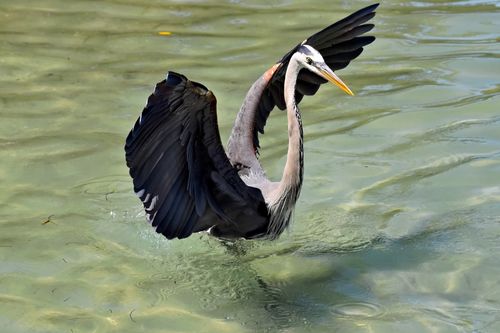 Free Majestic Great Blue Heron spreading its wings over clear waters in Bradenton, Florida. Stock Photo