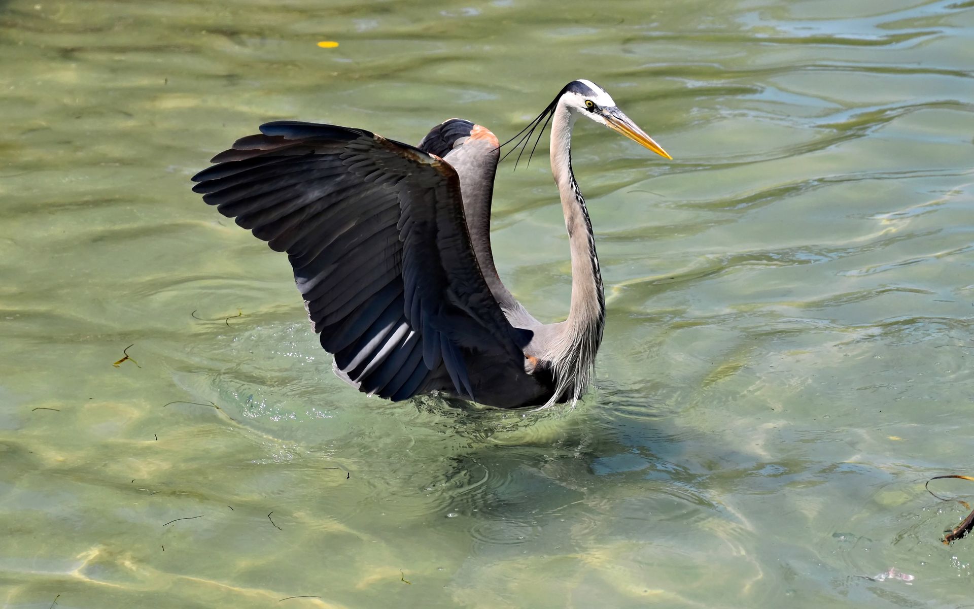 A majestic Great Blue Heron gracefully standing in the waters of Bradenton, Florida.