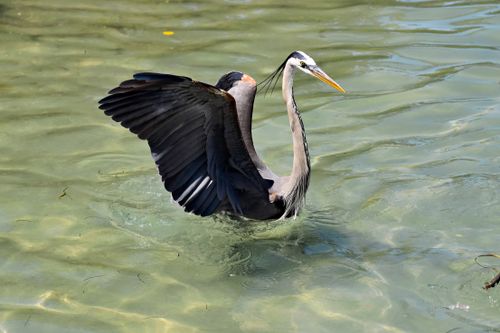 Free A majestic Great Blue Heron gracefully standing in the waters of Bradenton, Florida. Stock Photo