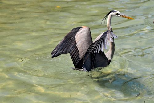 Free Majestic Great Blue Heron spotted in shallow waters of Bradenton, Florida. Stock Photo