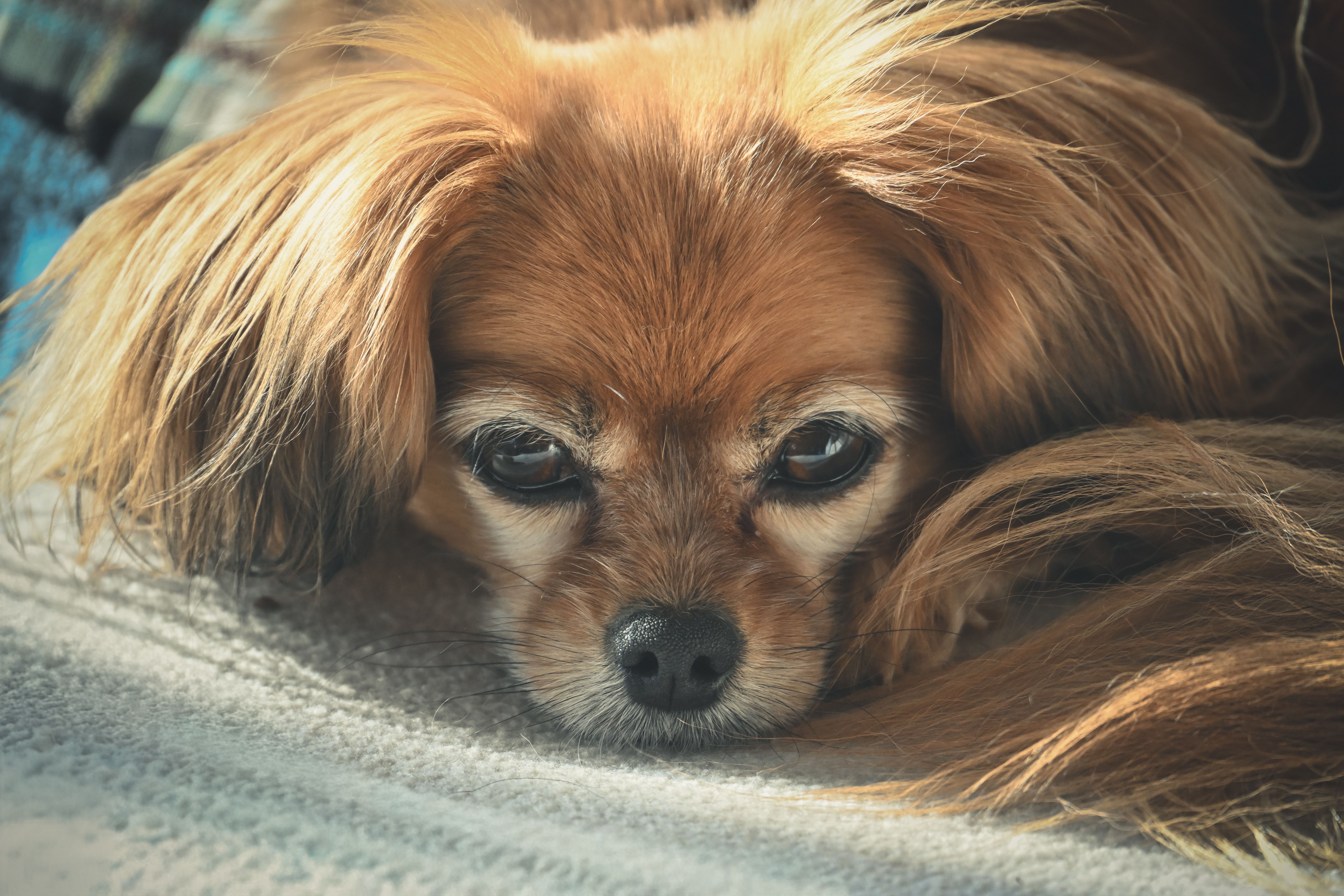 pet insurance, veterinary costs, pet health coverage, dog insurance, cat insurance, pet wellness — Photo by Alexas Fotos on P