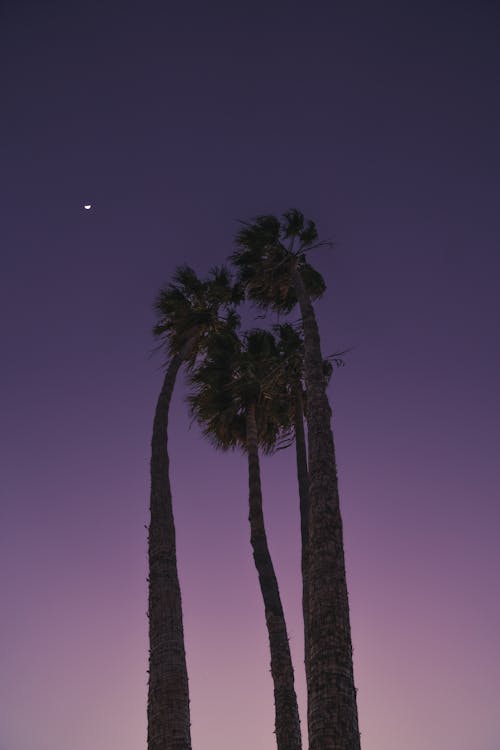 Free From below dark tall palms against sunset sky in pink and purple colors Stock Photo