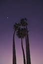 日落时分，高高的棕榈树映衬着粉红与紫色的天空，从黑暗的下方望去