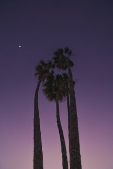 From below dark tall palms against sunset sky in pink and purple colors