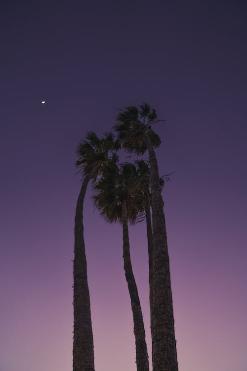 Высокие пальмы под фиолетовым небом
