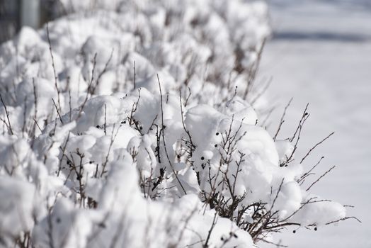 Close-up of branches blanketed by fresh snow, showcasing winter's serene beauty.