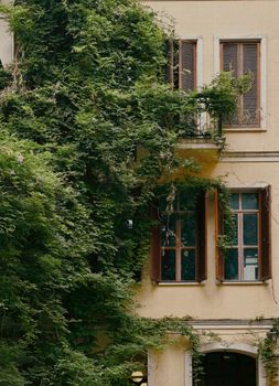 Charming Istanbul facade covered in vibrant ivy, showcasing classic architectural details.