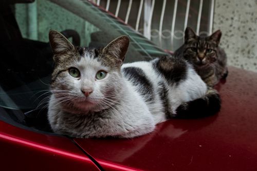 Free Two domestic cats lounging on a red car hood outdoors. Stock Photo