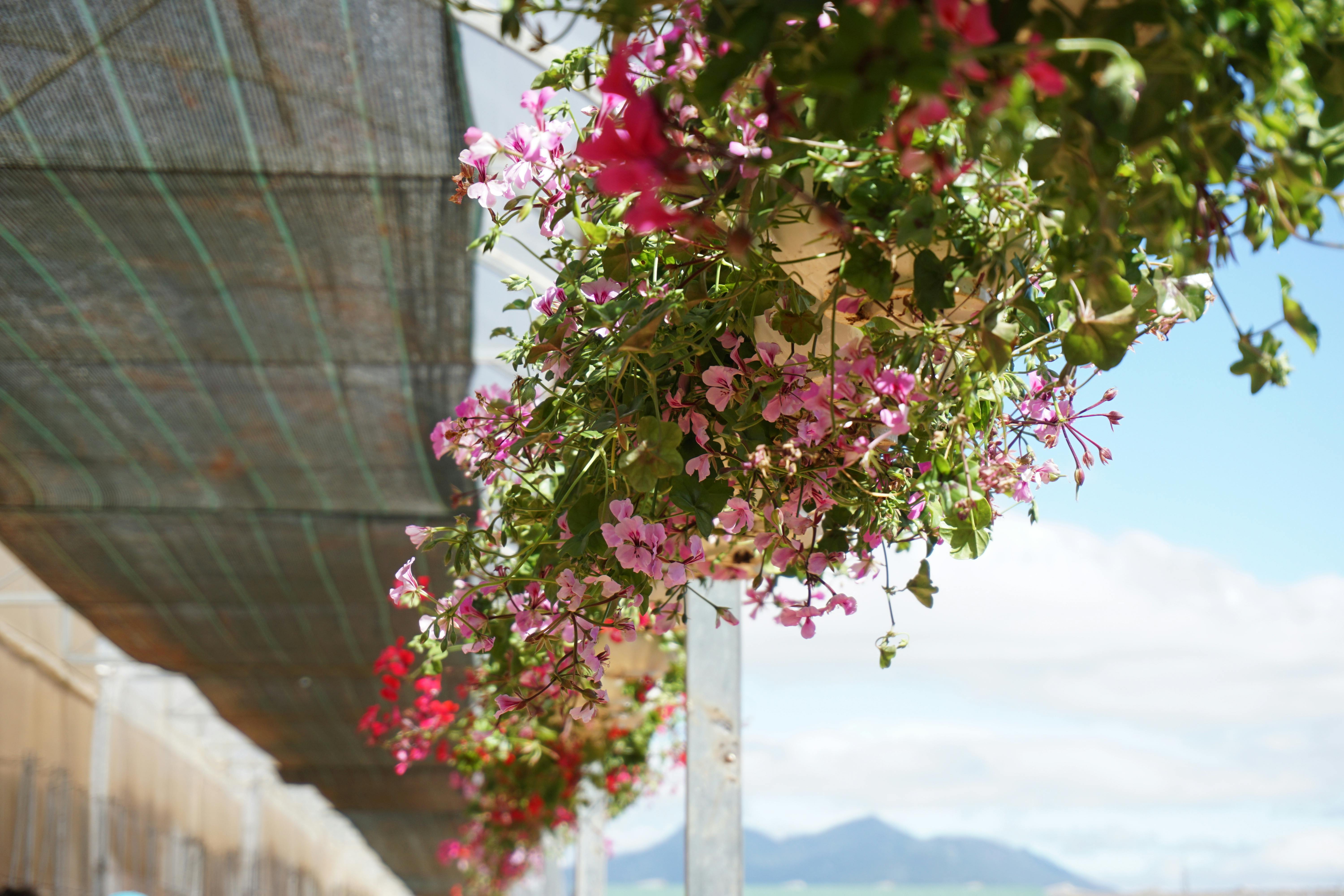 Vibrant pink bougainvillea flowers hang in sunlight with a mountainous backdrop, in a serene greenhouse.