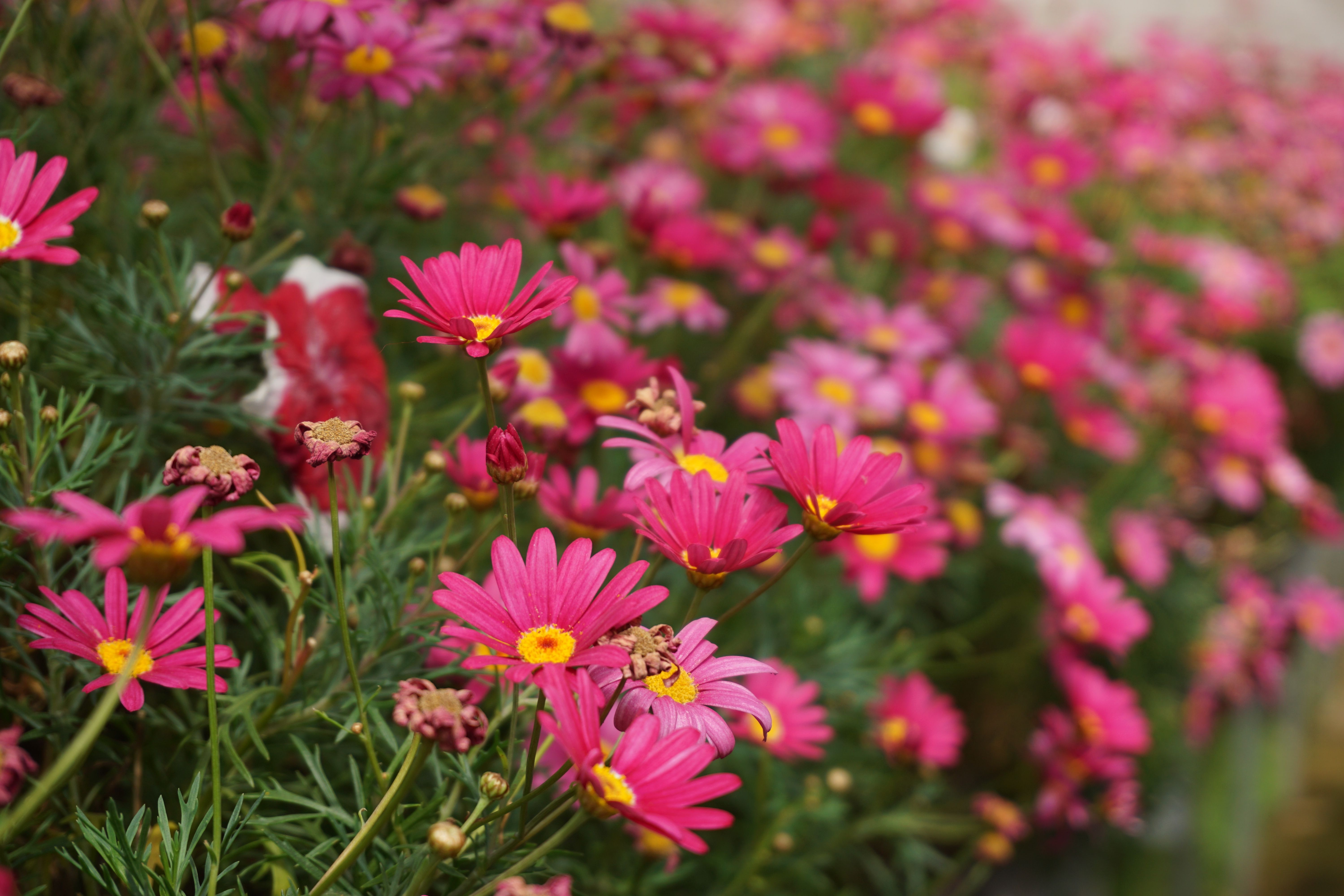 Fleurs massif : Guide choix et plantation