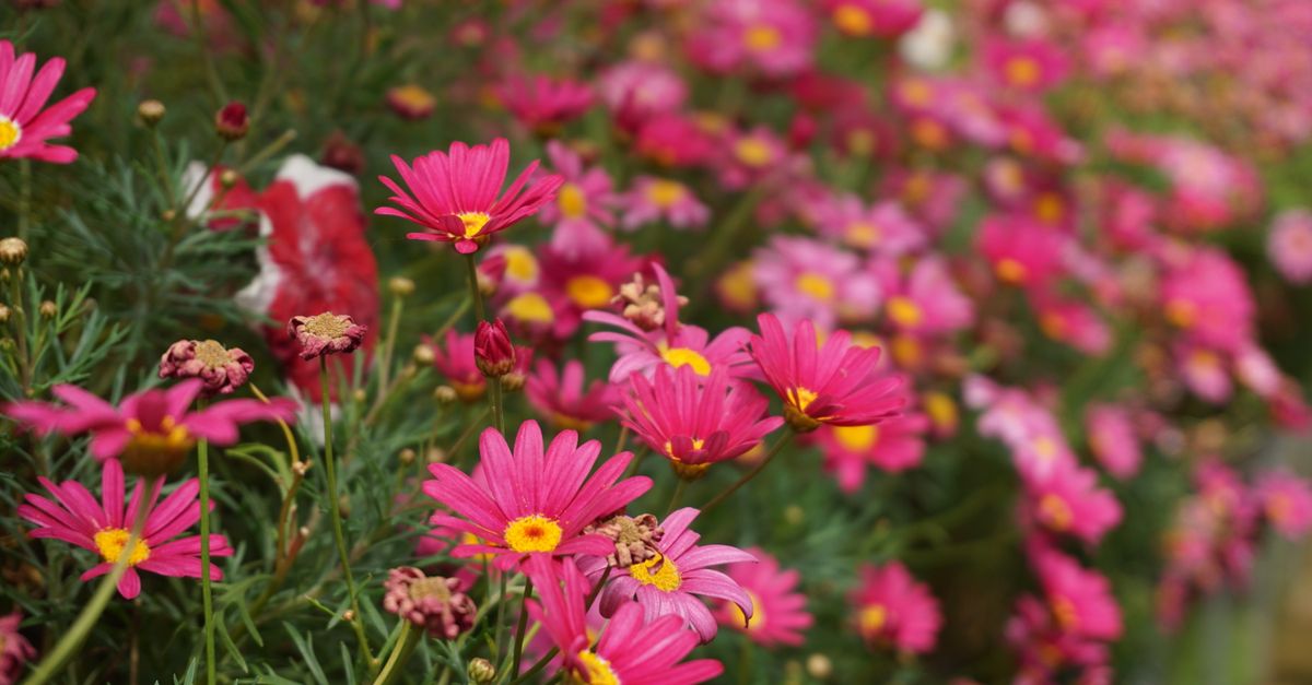 Fleurs massif : Guide choix et plantation