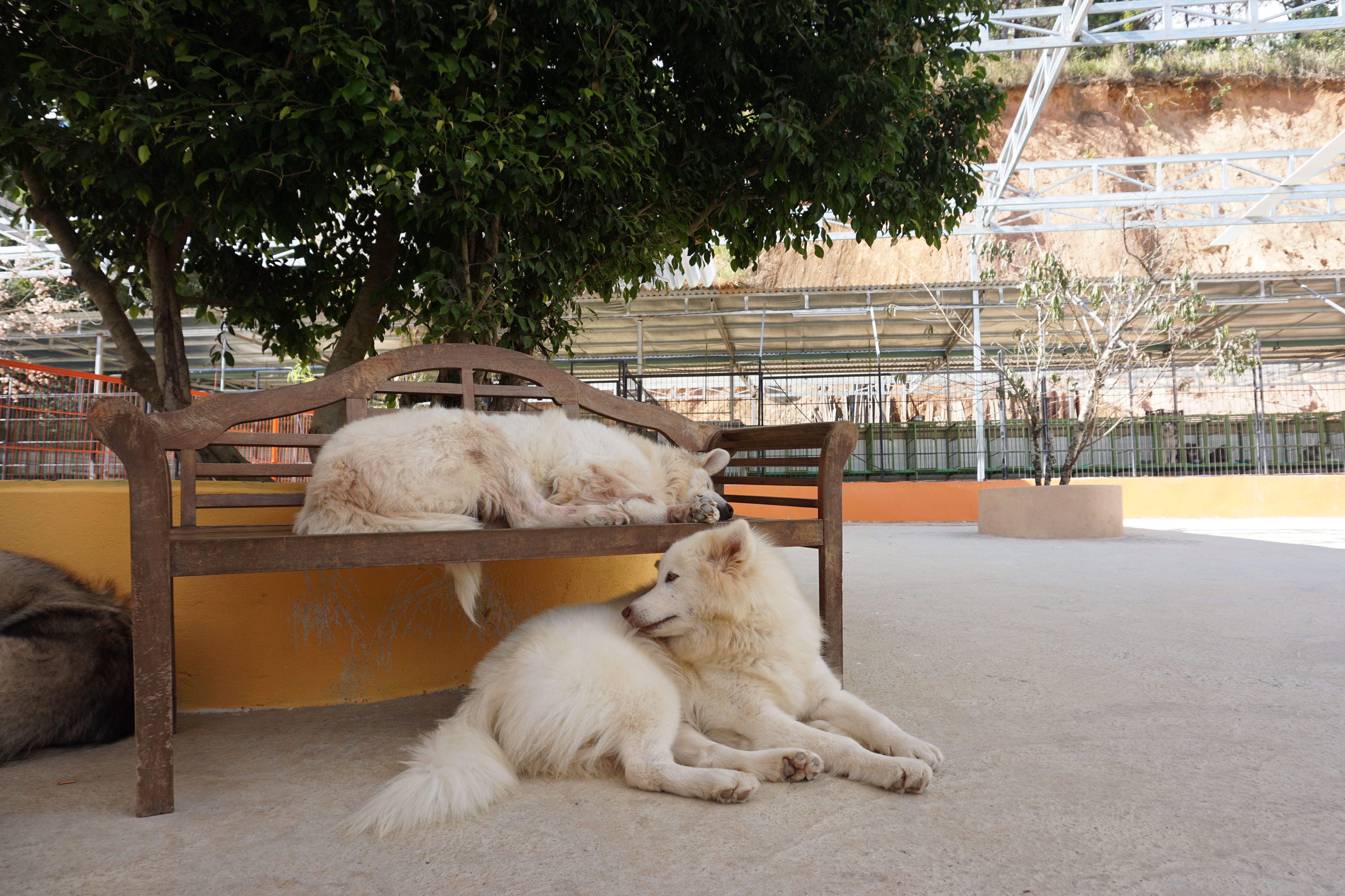 cons shelters often downplay