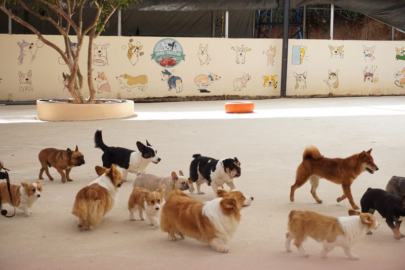 Bir köpek bakım merkezinde bir arada oynayan farklı ırklardan köpekler