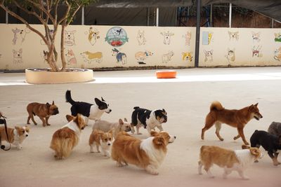 Vale "Day Care Pet" (1 dia de diversão)
