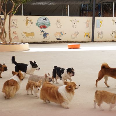 Vale "Day Care Pet" (1 dia de diversão)
