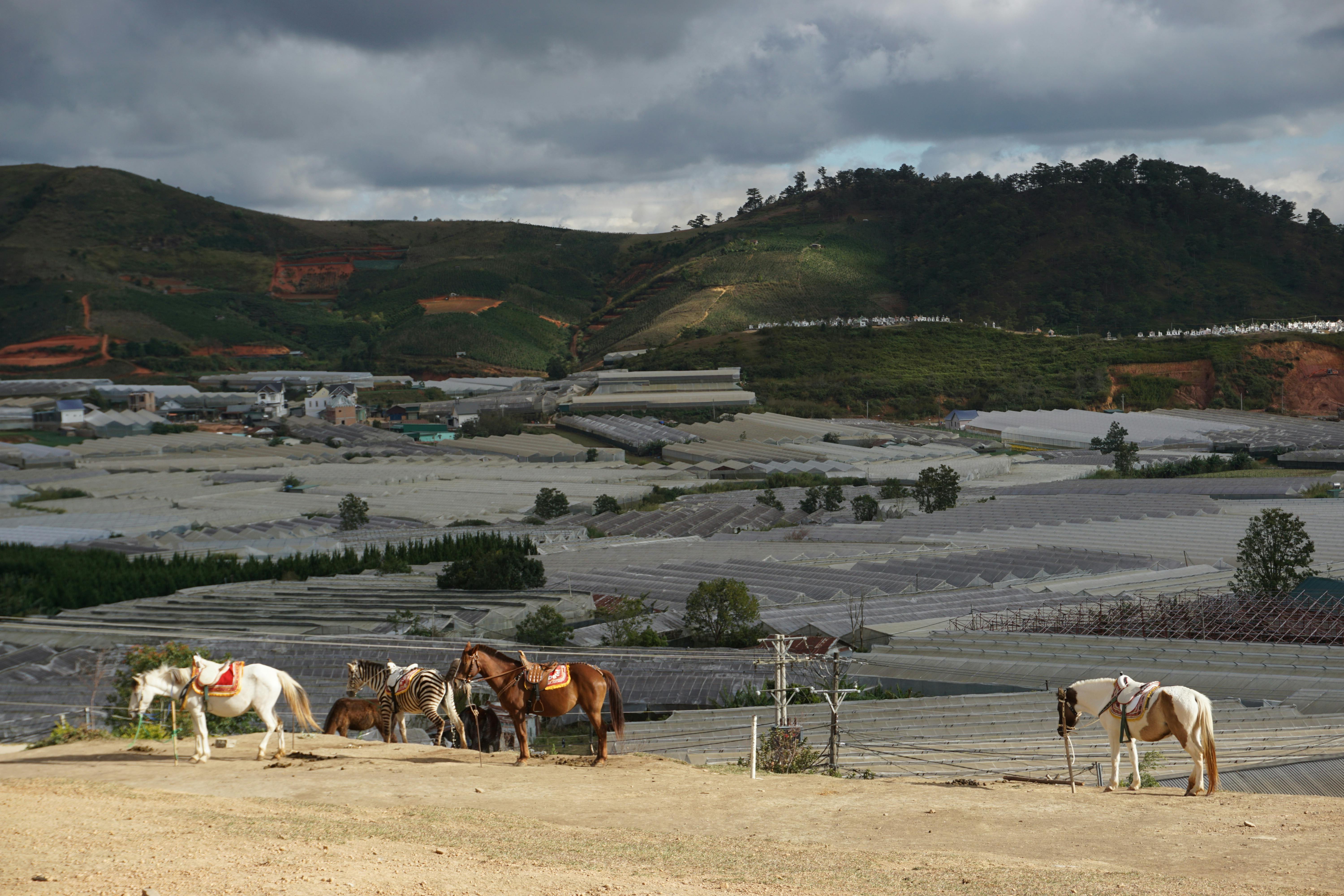 A scenic view in Da Lat with horses and a zebra near mountains and farms under a cloudy sky.