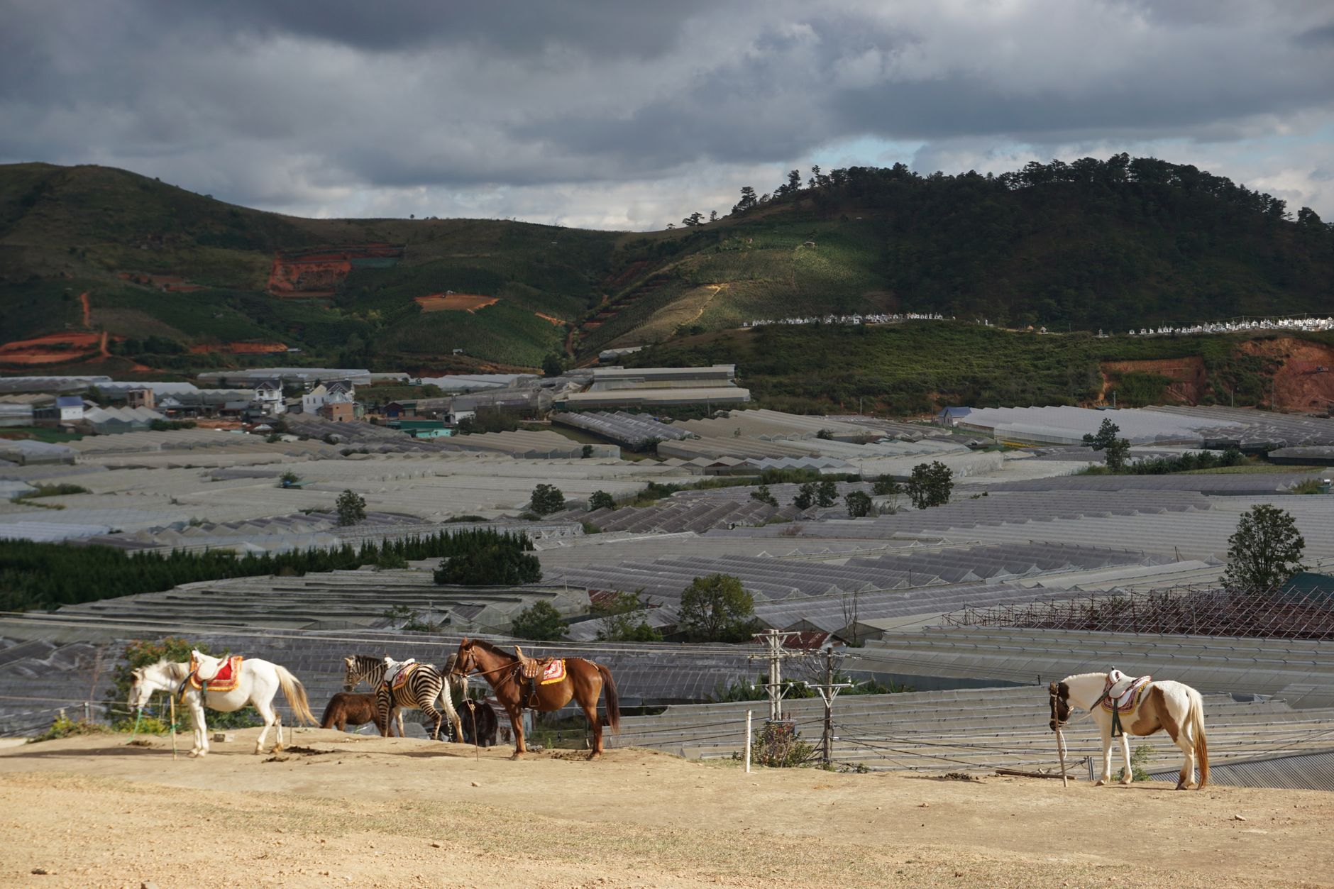 A scenic view in Da Lat with horses and a zebra near mountains and farms under a cloudy sky.
