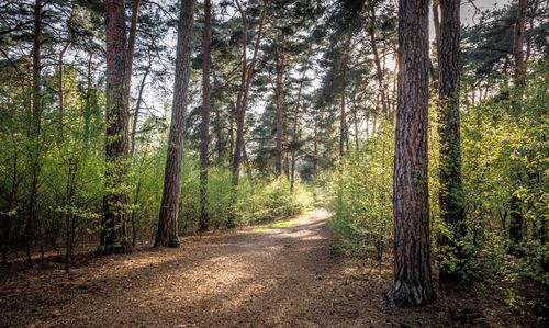 Free A peaceful forest pathway surrounded by tall pine trees and lush greenery on a sunny day. Stock Photo