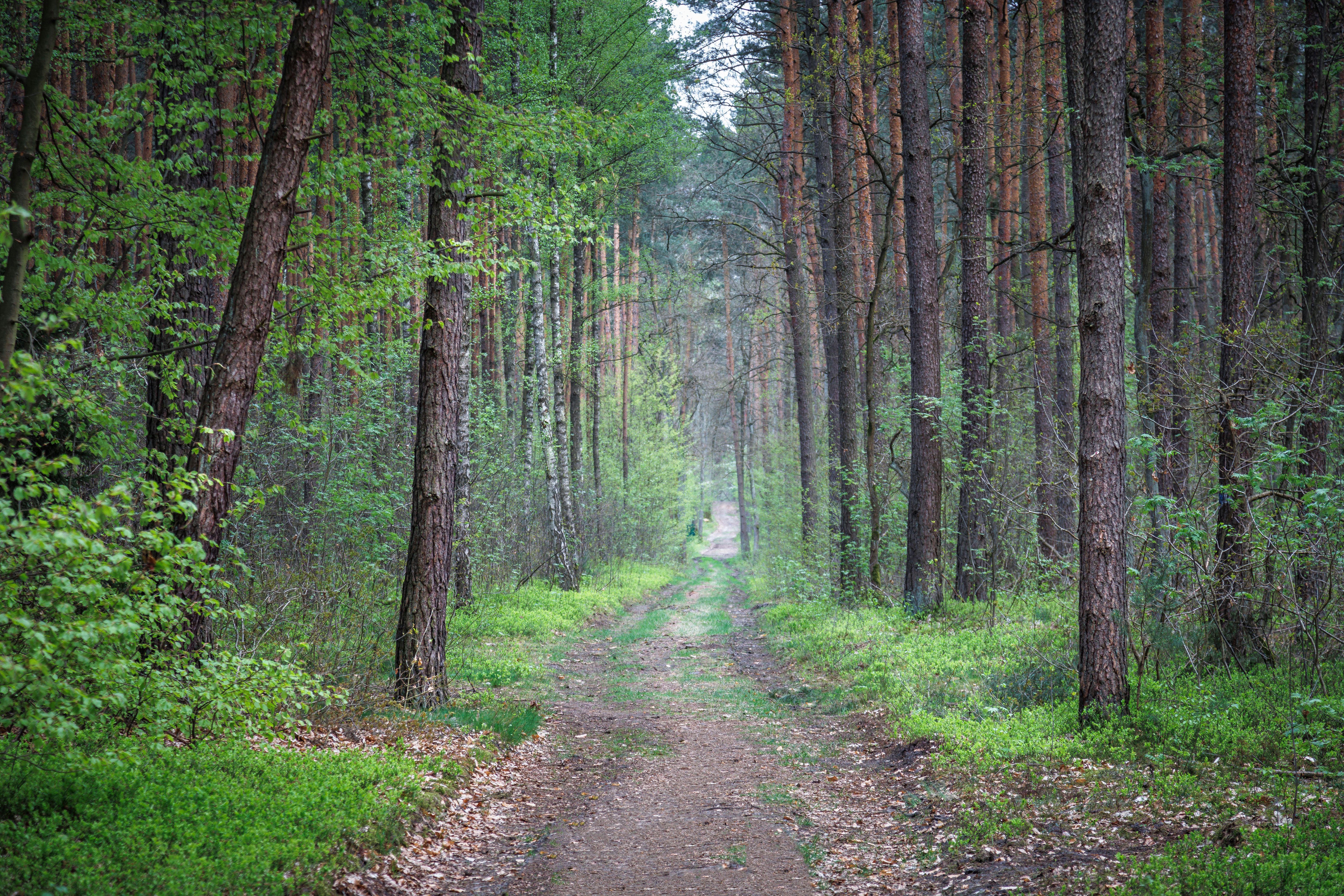 Serene Forest Pathway in Lush Green Woods · Free Stock Photo