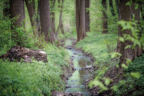 Free Peaceful forest stream surrounded by lush greenery in spring, creating a serene natural scene. Stock Photo