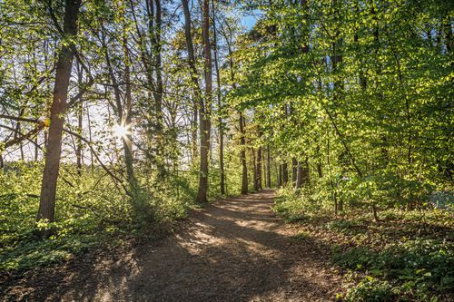 Free Tranquil forest trail adorned with sunlight filtering through lush green trees, highlighting the beauty of nature. Stock Photo