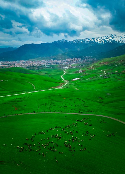 Free Aerial view of lush green fields and grazing herds with Muş city and mountains in the background. Stock Photo