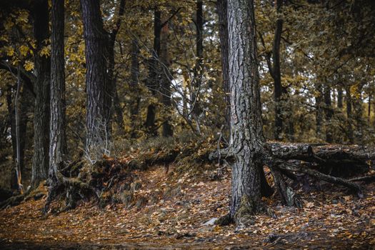 Moody autumn forest with exposed tree roots and fallen leaves, capturing the essence of fall.