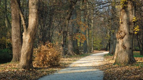 Free A peaceful forest pathway blanketed with autumn leaves, inviting a serene walk. Stock Photo