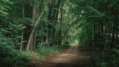 Free Idyllic forest pathway under dense tree canopy, perfect for nature walks and exploration. Stock Photo