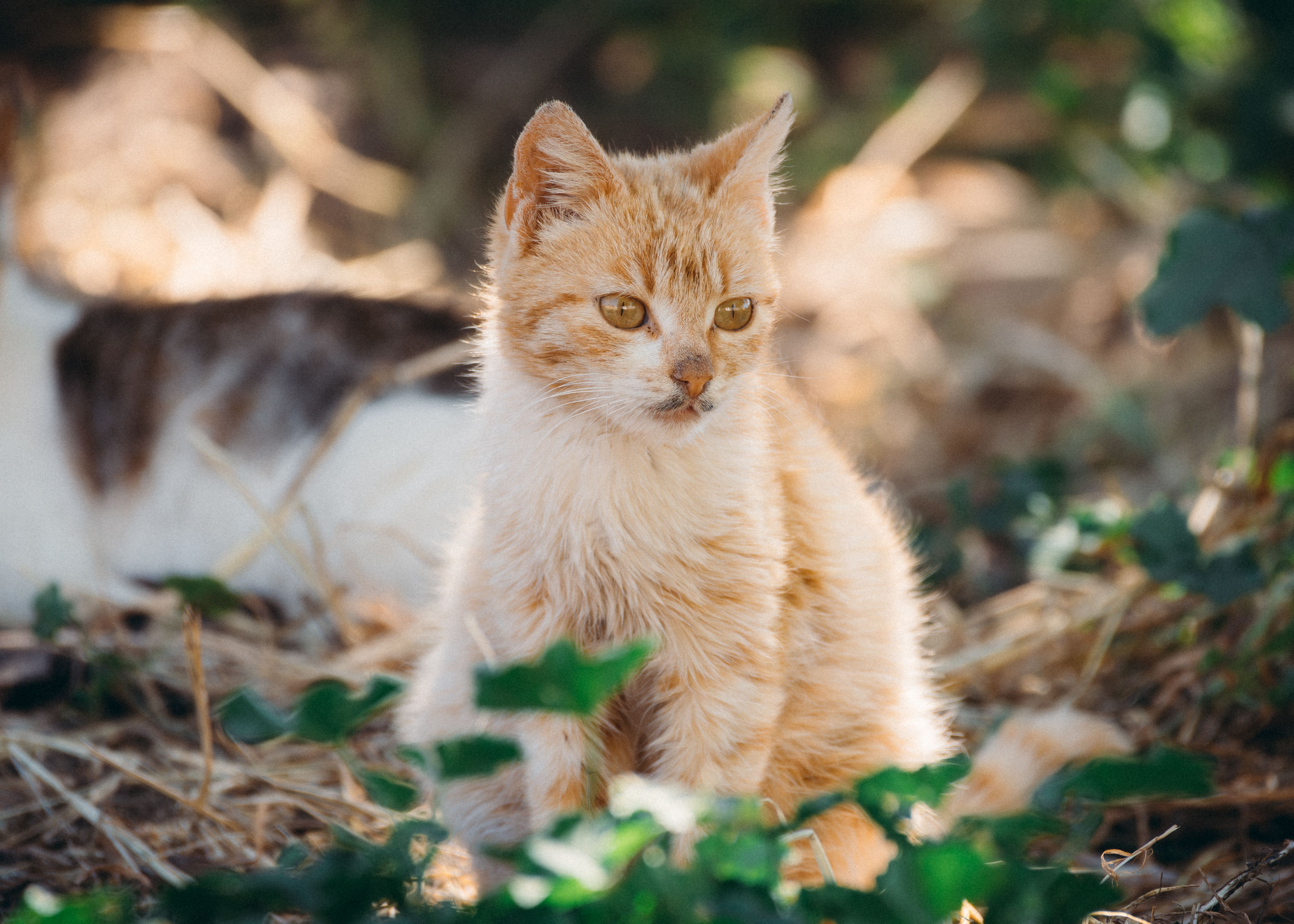 Portrait of a cat at a veterinary clinic