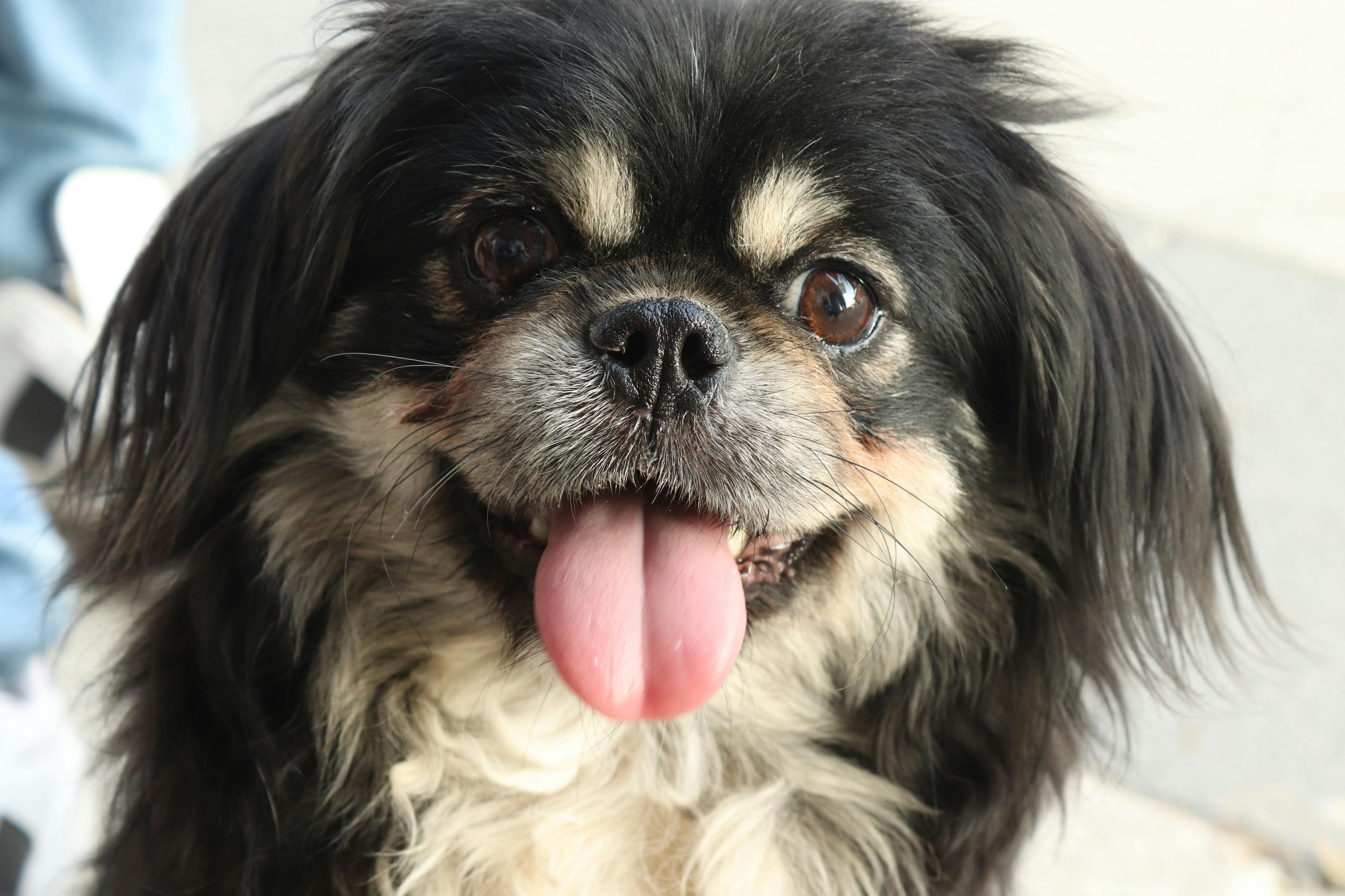 pet insurance pet health coverage — Photo by Baki Can Aktay on Pexels