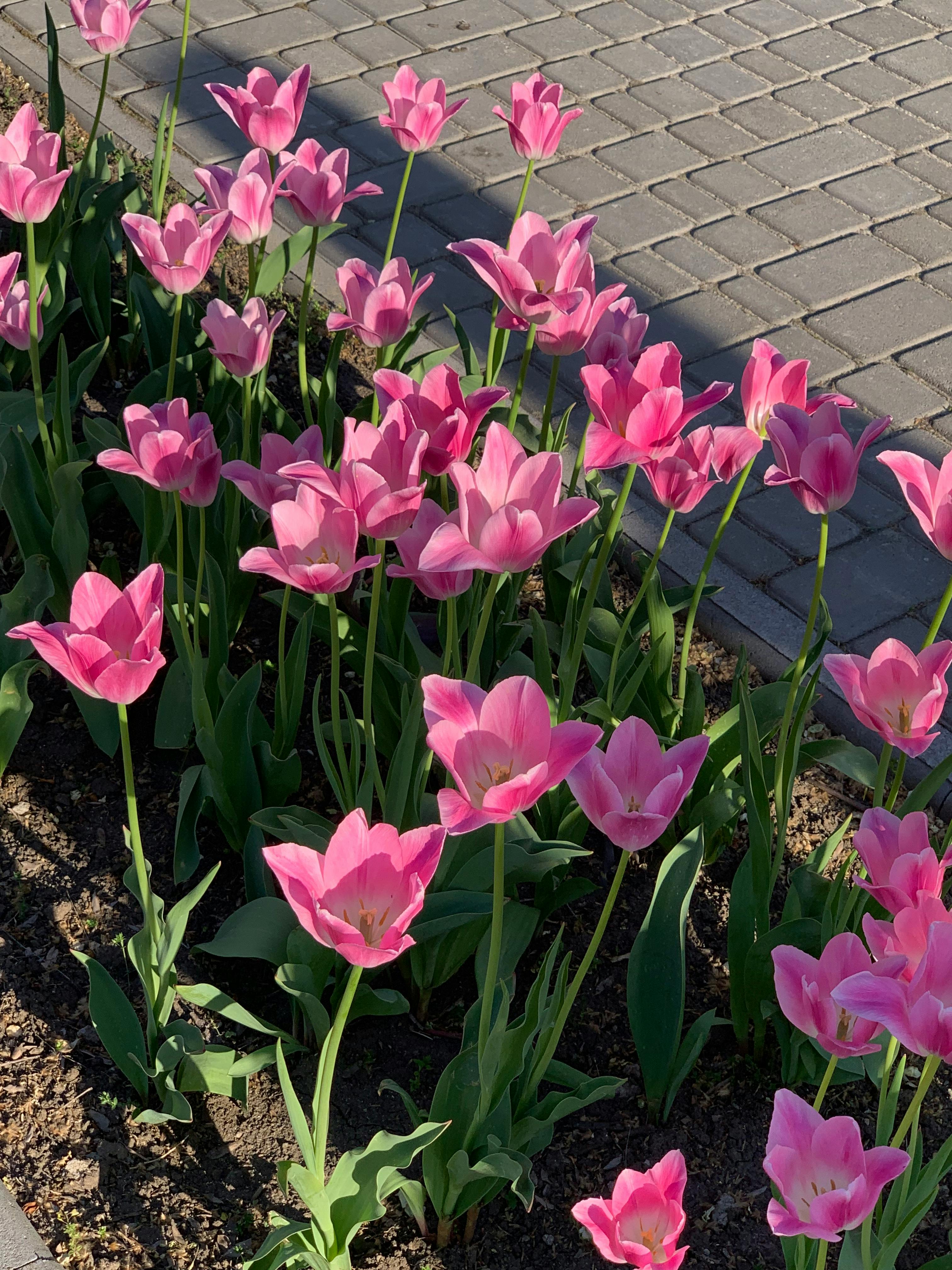 [ColoSach]-an-array-of-vibrant-pink-tulips-blooming-in-a-sunlit-garden,-highlighting-spring's-beauty.