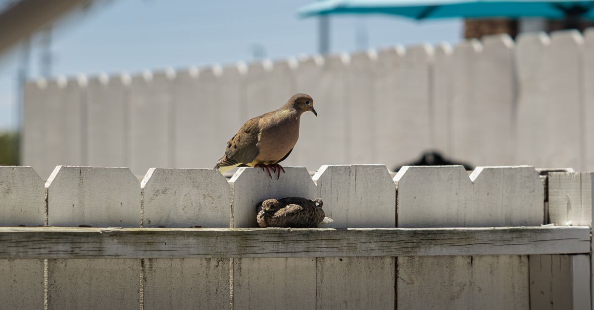 A pair of mourning doves rest on a white fence under a clear blue sky in Florida.