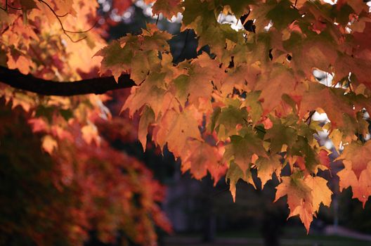 pure michigan maple