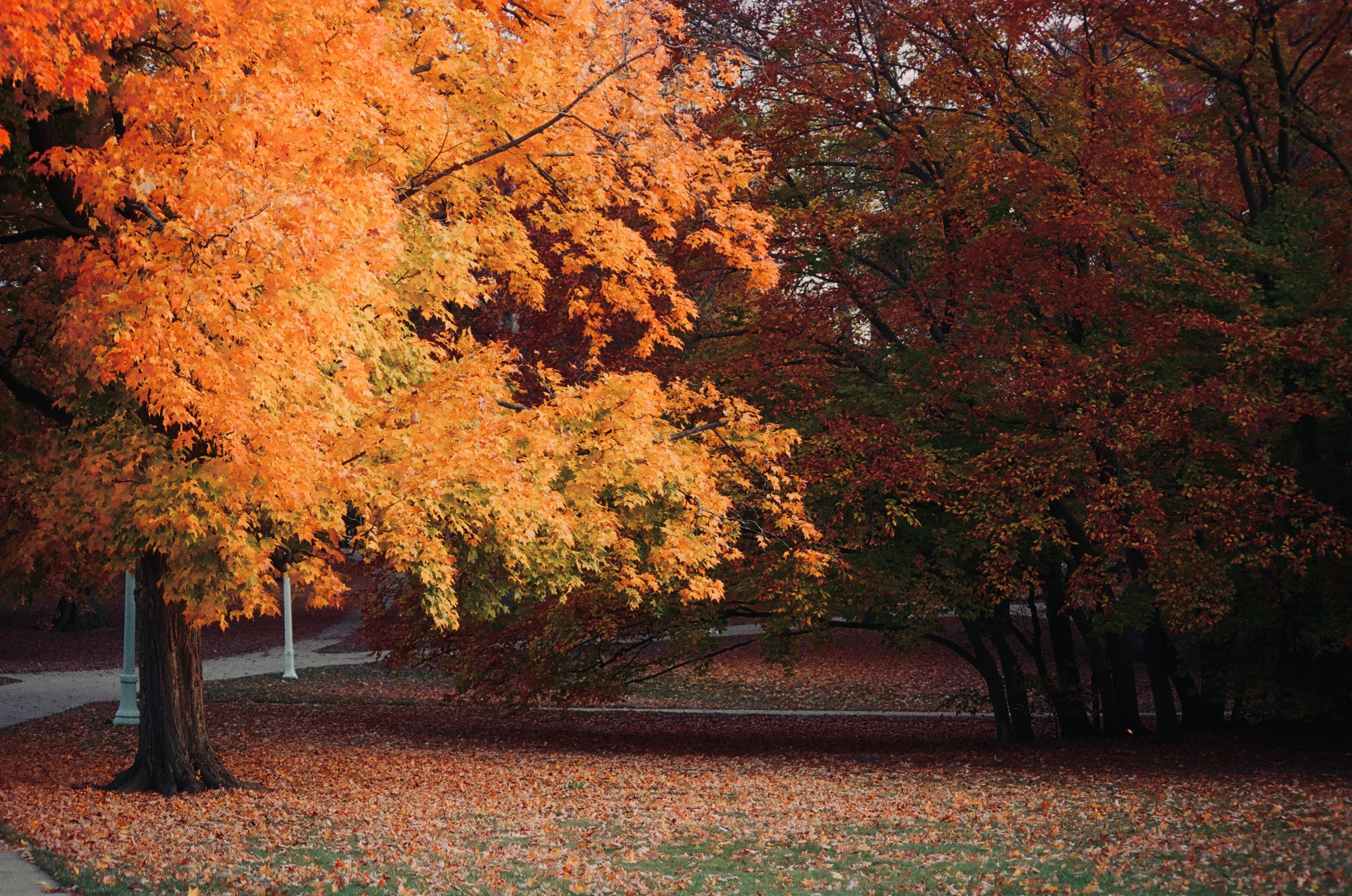Captivating fall colors in a serene East Lansing park, showcasing vivid orange and red foliage.