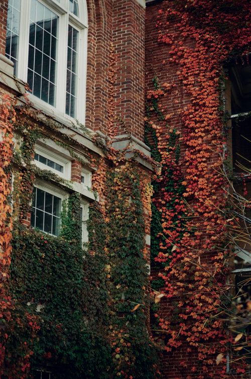 Free Vibrant fall foliage covers a historic university building in East Lansing, Michigan. Stock Photo