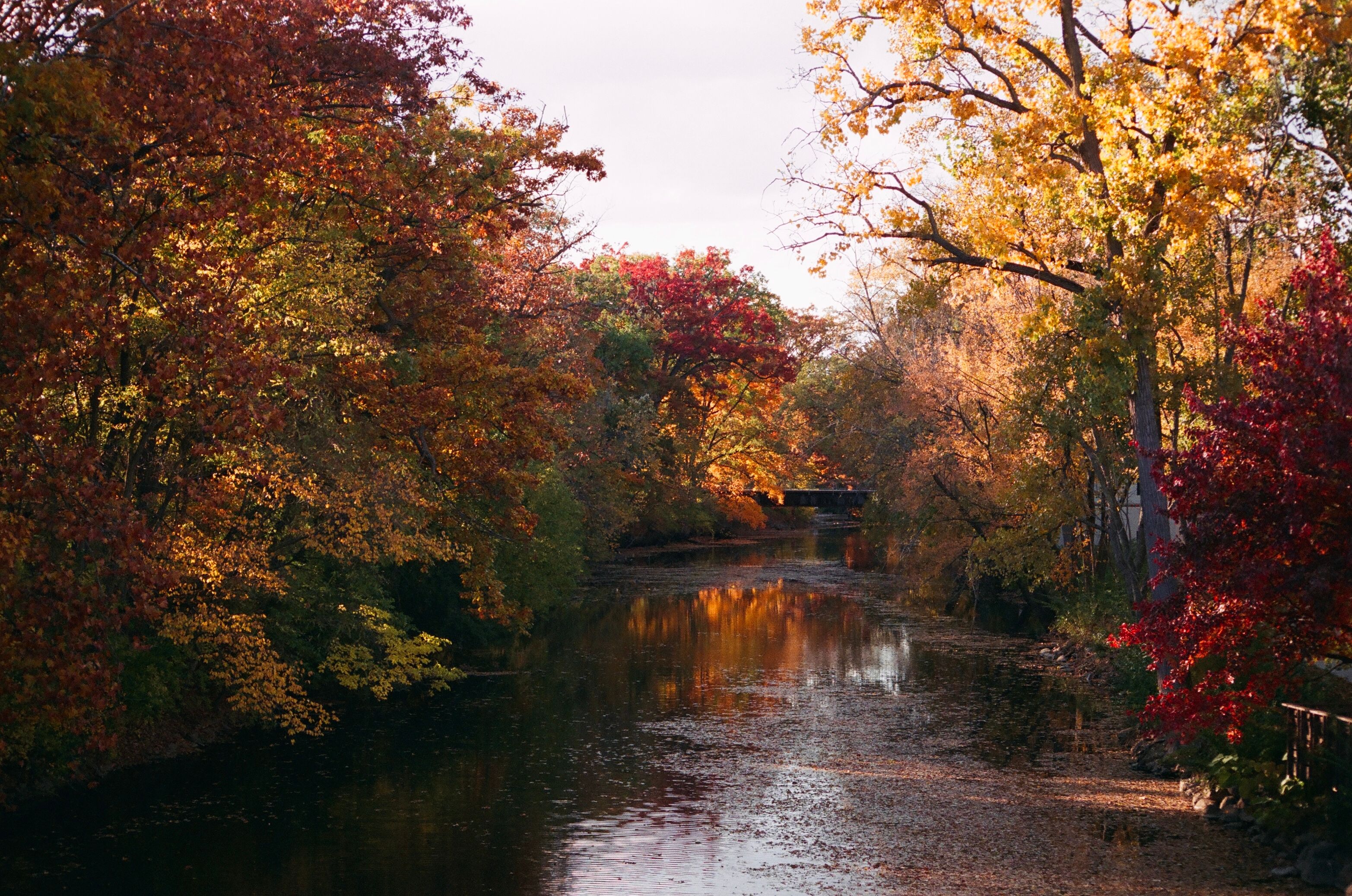 Beautiful autumn colors reflecting on the tranquil river in East Lansing, Michigan, showcasing vibrant fall foliage.