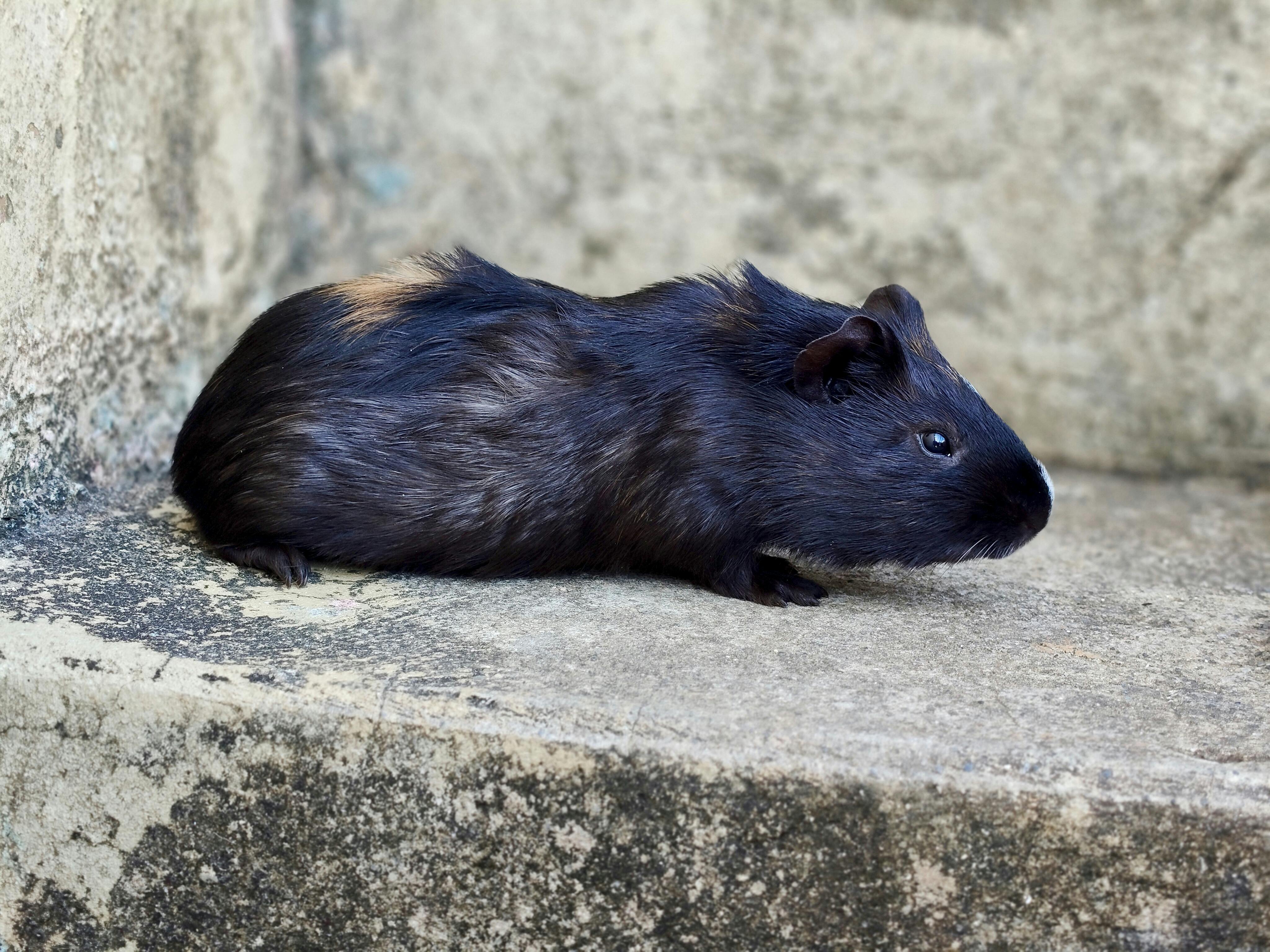 pet care pet safety — Photo by Joaquin Reyes Ramos on Pexels