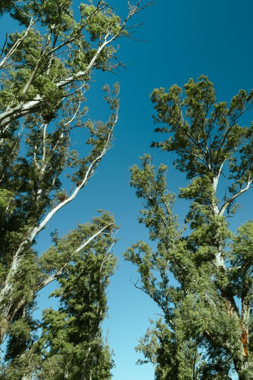 Free Eucalyptus trees in Roldán, Santa Fe, Argentina against a clear blue sky, showcasing vibrant greenery. Stock Photo