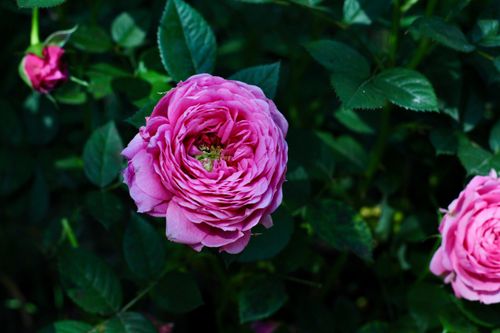 Free Close-up of a vibrant pink rose among lush green leaves, showcasing natural beauty. Stock Photo