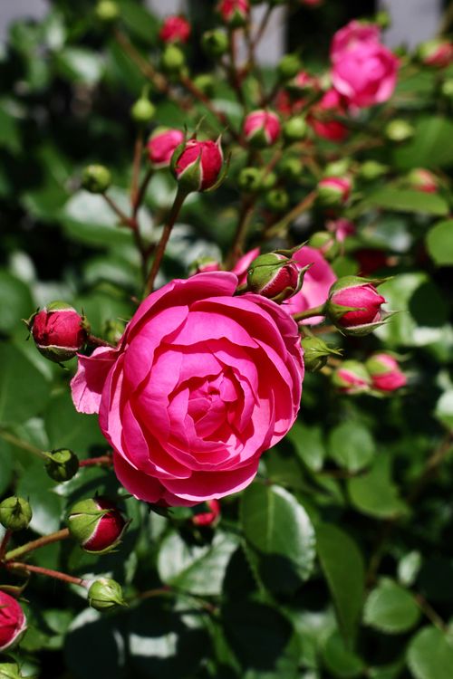 Free Close-up of a vibrant pink rose blooming amidst green foliage, capturing the essence of a sunny garden. Stock Photo