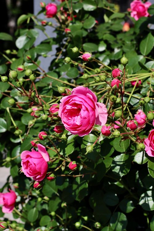 Free Beautiful pink roses blooming in lush green foliage, capturing the essence of spring outdoors. Stock Photo